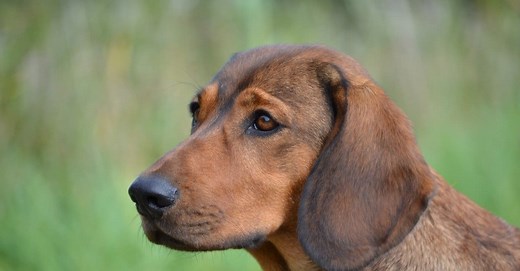 Alpine Dachsbracke
