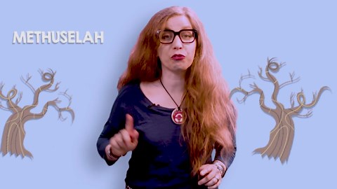 What's The Oldest Tree On Earth?