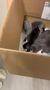 💝🍸MARTINI UPDATE!!!🍸💝 Last week we took Martini in for an ultrasound and X-rays and it turned out she wasn’t QUITE ready to have her babies yet. She’s been hanging out with us as our personal foster for the past week just getting fatter and fatter. Well she let us know that today was the day!!!🎉🎉🎉 She went in for her C-section and had 5 very healthy and very LARGE pups. They would have been too big to birth naturally, so we are extra thankful to all of you who donated towards her C-sectio