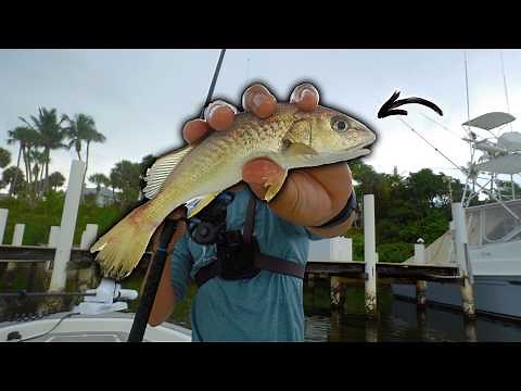 I Tested The "Best" Snook Fishing Baits For 1 week... Here's What Happened