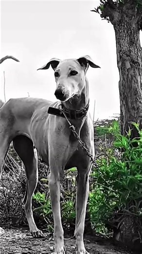#trending #royaldogkennel #royaldogkennel #dogowner #pappy #animalowner #petowner #rampurhound