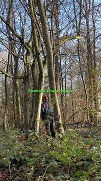 [L’Affouagiste] Nouvelle parcelle,abattage charme en têtard bucheron amateur,affouage