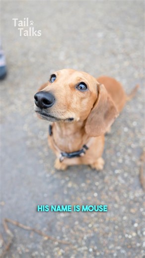 Meet Mouse, a 2-year-old Dachshund who loves to eat! #dachshund #dog