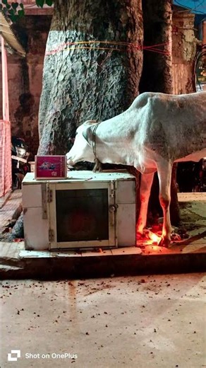 Please place my request at the feet of Swamiji.