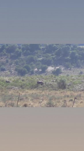 Big old warthog- good shot | Lategan Safaris