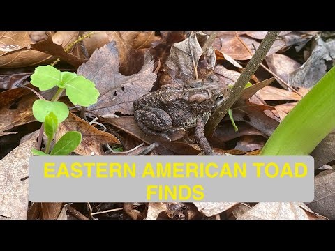 Eastern American Toad finds from 2025