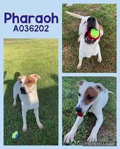 This handsome boy is called Pharaoh, because he reigns supreme over the hearts of everyone who meets him! He’s such a good boy! Pharaoh is only a year old, and he came into the shelter as a stray on 4/14/22. We were hopeful we would be able to reunite him with his owner since he had a microchip, but unfortunately his owner never got back in touch with us or came in to reclaim him after we contacted her. So now Pharaoh is looking for a new family to love him! He’s great on a leash - very gentlema