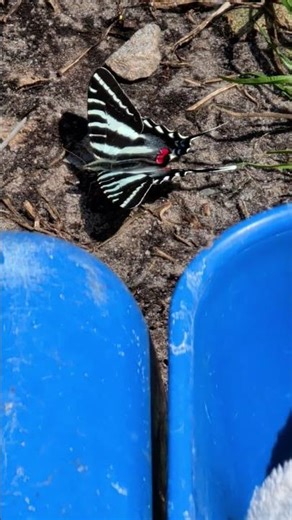 zebra swallowtail butterfly attractant revealed, blue buckets?