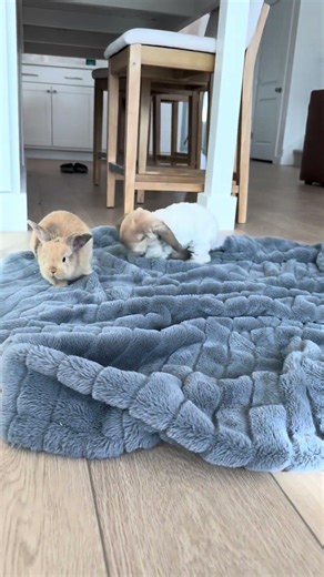 Sploot dances every time she sees her baby bunny friends.