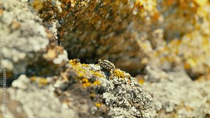 A close-up shot capturing the intricate details and patterns of a lizard's skin as it enjoys the warmth on a rocky terrain, surrounded by natural colors