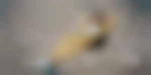 Skydiving Fashion Shows