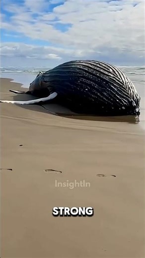 Exploding Dead Whale! 💥