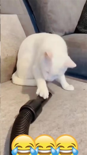 Terrifying Loud Snake Sound Reacted By Pets