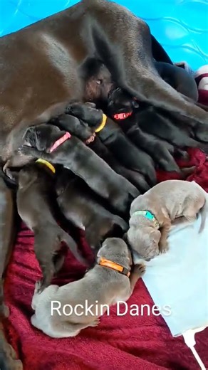 AKC Champion Great Dane Pups! 10 days old! #cutepuppies #puppy #cutepuppy #cuteanimal
