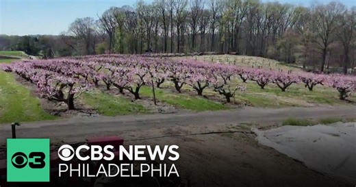 Linvilla Orchards lost significant amount of peach and apple crops when temps dropped