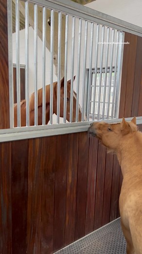 I always say Dragon’s the baby Red always wanted. Their reaction was just the sweetest!❤️ #horsesoftiktok #horsesontiktok #horsetok #horses #horse #ponyoftiktok #shetlandpony #ponies #minipony #horsegirl #horselover #horseriding #horserider #equestrian #horselife #horselove #bestfriends #sisters #mare #horselife #chestnut #horseblogger
