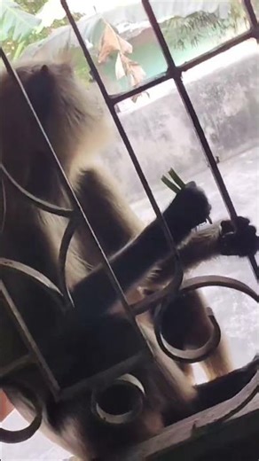 Hanuman chole aye ghor ke pass