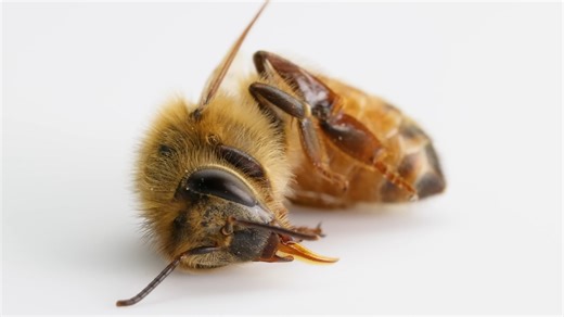 The theory that stripped meaning from natural selection