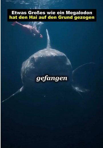 Das Geheimnis des Marianengrabens: Der Hai und seine Reise