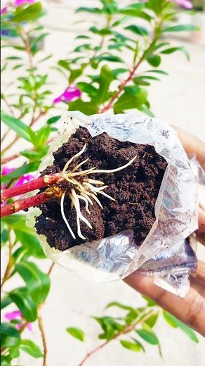 How to growing periwinkle flower plant by air leyaring || Make your garden colorful #reels