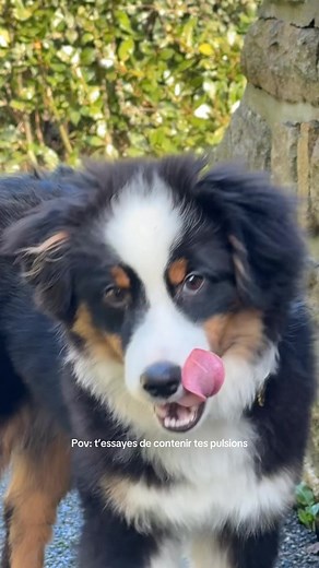 Exploring Australian Shepherd Dogs: A Puppy Perspective