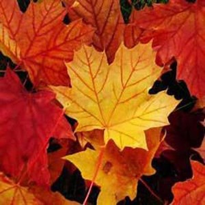 Fall Foliage: Virginia's Awesome Autumn Colors