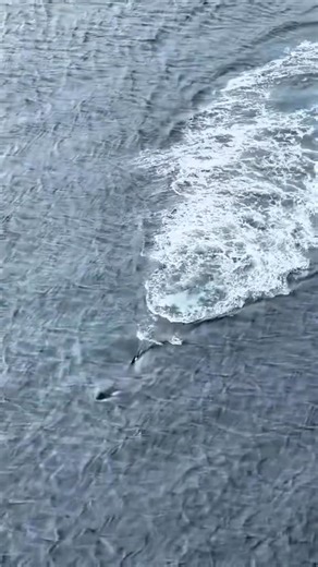 Superbes scènes d'un groupe d'orques repéré aux Shetland ! Saviez-vous que les îles Shetland sont l'un des meilleurs endroits au Royaume-Uni pour observer les baleines et les dauphins ?! Bien que les observations soient plus fréquentes pendant les mois d'été, elles peuvent toujours être repérées à tout moment de l'année. | Du kilt à la Harpe , errance celtique