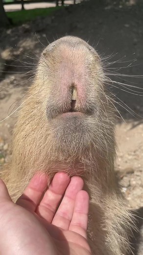 Capybara Song TikTok: The Capybara Song Made for Manny