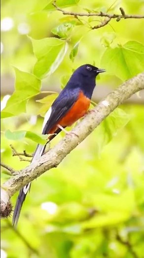 Shama Bird’s Magical Melody in the Wild