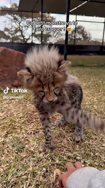 Rencontres inoubliables avec des guépards