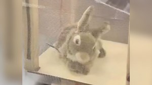 Florida snake hunters deploy robotic rabbits to capture invasive Burmese pythons