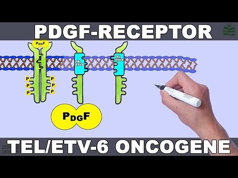Mechanism of PDGFR/Tel/ETV-6 Activation