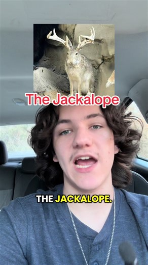 I want a pet jackalope. 5000 jackalopes would be preferred #cryptids #myths #urbanlegend #creatures #jackalope