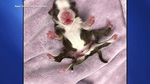 Skipper, the 'miracle' puppy with 6 legs, is beating the odds