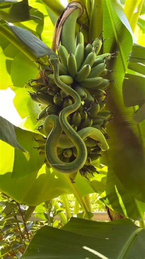 Green Tree Python Spotted in a Banana Garden #naturelovers #snake #snakevideo
