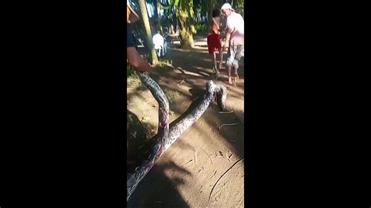 Indonesien: 11-jähriger Junge überlebt Angriff einer Horrorpython vor dem Haus seiner Familie in Indonesien