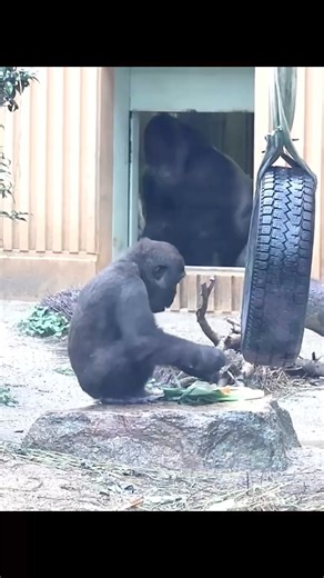 1.7M views · 10K reactions | Young gorilla runs away from silverback #gorillas #funnyvideos #greatapes | Dilaraa.s | Facebook
