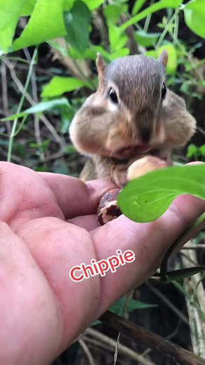 Chippie the chipmunk #foryourpage #ProveWhatsPossible #kindness #animallover #Chipmunk #adorable