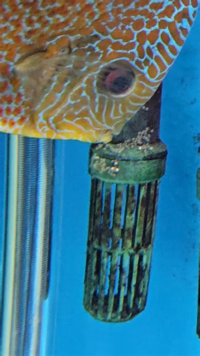 Discus.switch discus fish aquarium on Instagram: "Some women are amazing. How did swim bladder manage that. She's fought of the stiff competition for her discus man and has now laid the eggs. All with swim bladder head standing which she has now had for 10 months. My changes are definitely having the desired effect. #discus #aquarium"