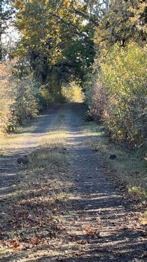 #bunnies #bunny #hike #nature #cute