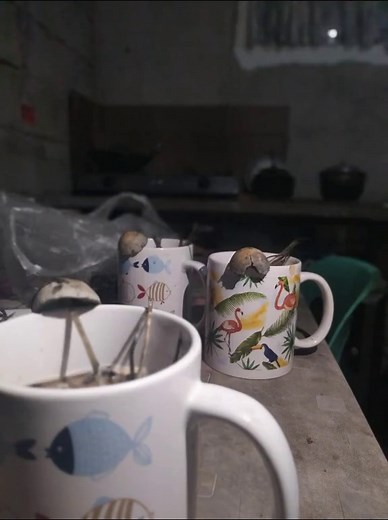 Kabuti Mashrom: Tips, Effects, and How-To