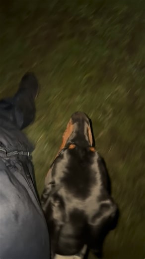 Canicross Coaching | 🌟 Mid-week training with Hugo! 🌟 No Canicross session tonight, but we never miss a chance to proof key behaviours. Here we’re practising... | Instagram