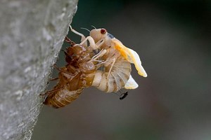Watch the 24/7 Brood X Cicada Cam