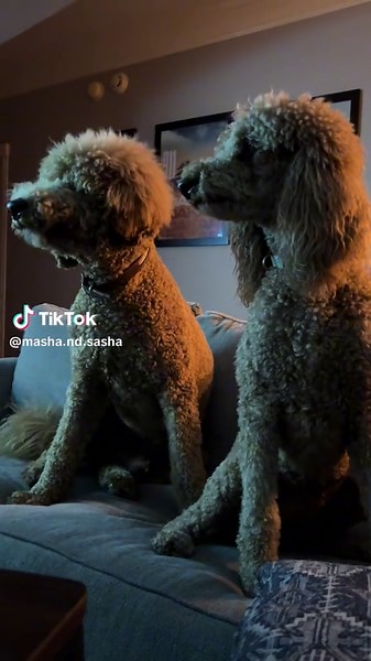 Mischievous duo #houston #texas #cute #viral #viraltiktok #trending #goldendoodlesoftiktok #puppytherapy #goldendoodlepuppy #goldendoodlepuppies #love #poodle #poodlesoftiktok #workofart