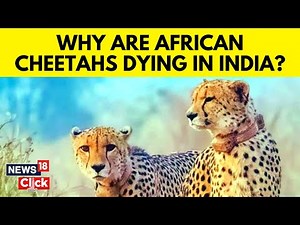 Second African Cheetah Dies In India’s Kuno National Park | Kuno National Park Madhya Pradesh