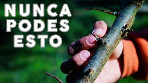 70K views · 2.4K reactions | En este video, te mostramos las mejores...