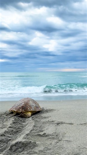 86K views · 1.7K reactions | Jay Allen, a subadult loggerhead that...
