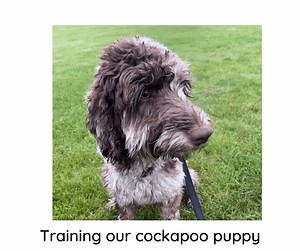 cockapoo puppy how to train them -