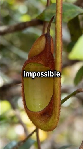 The Giant Montane Pitcher Plant: World’s Largest Carnivorous Plant! #MontanePitcherPlant #Borneo