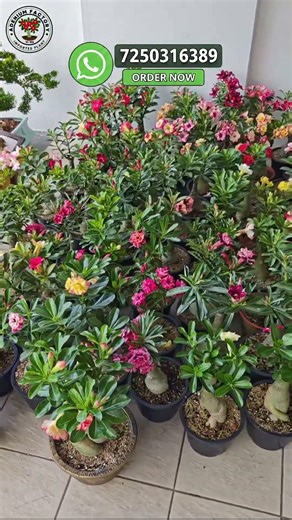 Rare Imported Adenium Plant Online Shopping 🪴 #adenium #plants #flowers #garden